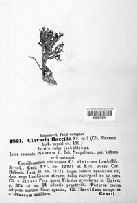 Phaeoclavulina flaccida image